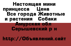 Настоящая мини принцесса  › Цена ­ 25 000 - Все города Животные и растения » Собаки   . Амурская обл.,Серышевский р-н